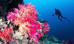 Fiji diving with coral