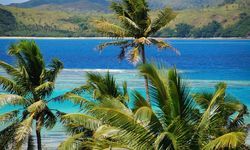 Palm trees over the ocean