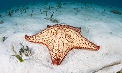 Caribbean starfish