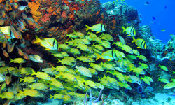 Coral reef in Mexico