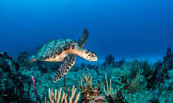 Sea Turtle Underwater