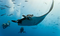 Diving with Manta Ray, Mexico