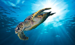 Diving with Turtles in the Seychelles