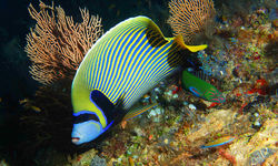Emperor Angelfish