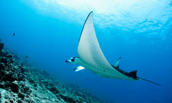Manta Ray, Maldives