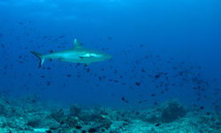 Whitetip Reef Shark, Central Atolls