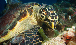 Turtle Eating, Maldives