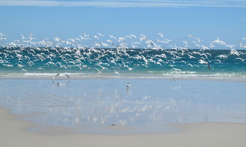 Birds on the Beach, Western Australia