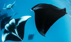 Manta Ray, Ningaloo Reef