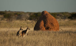Kangaroos, Western Australia
