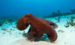 Red Octopus, Ningaloo Reef