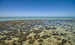 Shark Bay, Western Australia