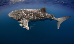 Whale Shark with Cobia, Ningaloo Reef