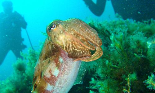 Cuttlefish, Gozo