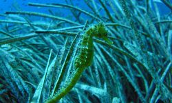 Seahorse, Gozo
