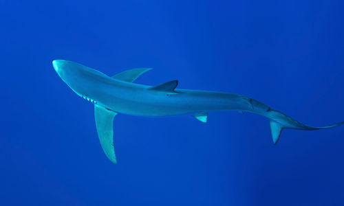 Blue shark in the Azores