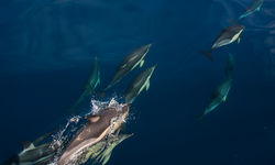 Dolphins in the Azores