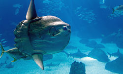 Mola Mola fish