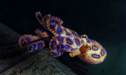 Blue Ringed Octopus, Philippines