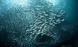 School of Sardines, Moalboal