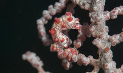 Pygmy Seahorse, Moalboal