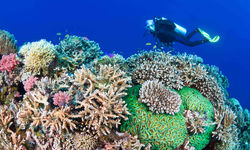 Colourful Coral, Philippines