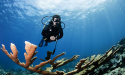 Diving in Harbour Island