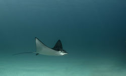 Eagle Ray Underwater, Bahamas