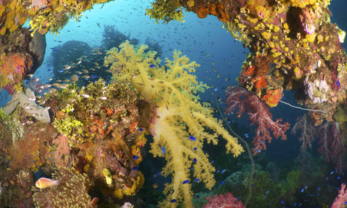 Diving in Chuck Lagoon