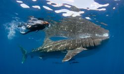 Snorkeller with Whale Shark
