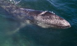 Grey Whale, Mexico
