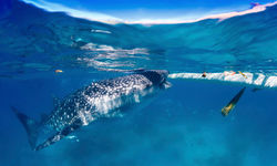 Whale Shark, Mexico