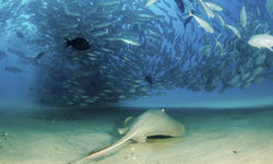 Ray surrounded by fish, Pacific Ocean