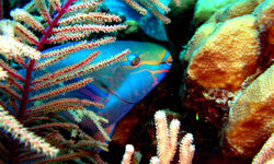 Princess Parrotfish