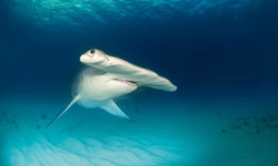 Hammerhead shark ocean floor