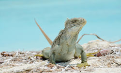 Photo of iguana