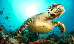 Sea Turtle, Cayman Islands