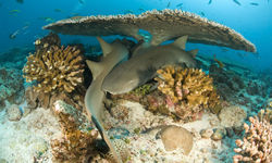 Nurse Sharks, Cayman Islands