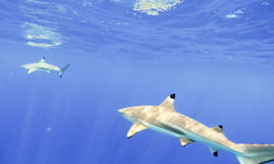 Black Tip Reef Shark, Tahiti