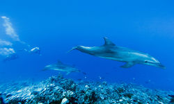 Dolphins, Tiputa Pass, French Polynesia