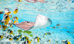 Ray swimming with fish, Bora Bora