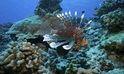 Lionfish, French Polynesia