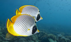Butterfly Fish Swimming