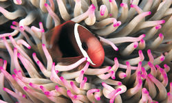 Clownfish Appearing from Anemone