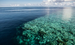 Coral Reef Drop Off, Wakatobi