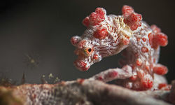 Pygmy Seahorse