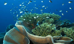Wakatobi Coral