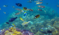 Diving in Exuma, Bahamas