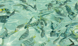 Fishes Underwater in Bahamas