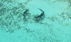 Hammersheads Underwater